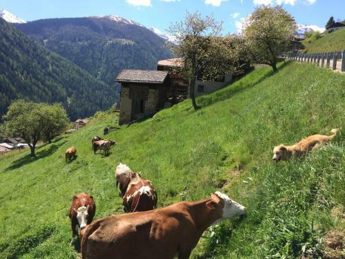 Agritur Maso Ciprianna B&B