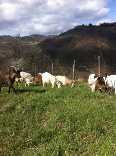Agroturismo Il Covo Del Solengo
