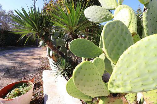 Negroamaro House Torre Santo Stefano Otranto