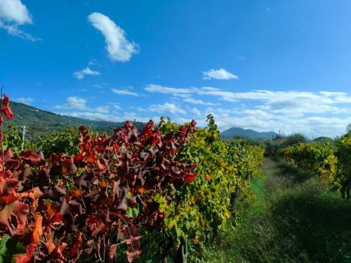 La Casa Vecchia Bed&breakfast