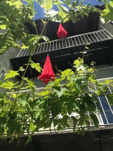 Hostal La Vite � Bella