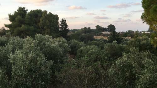 Riserva Ancelle