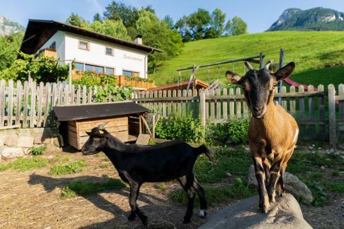 Agroturismo Trafisolerhof