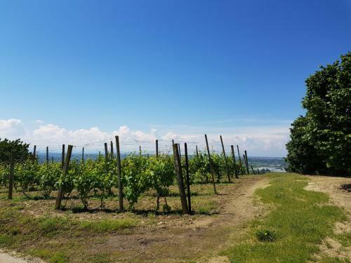 Bed & Breakfast La Collina Dei Passeri