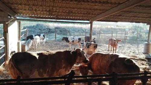 Agroturismo Carso