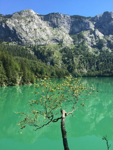 Apartamento Ferienwohnung Kogelblick Gosau