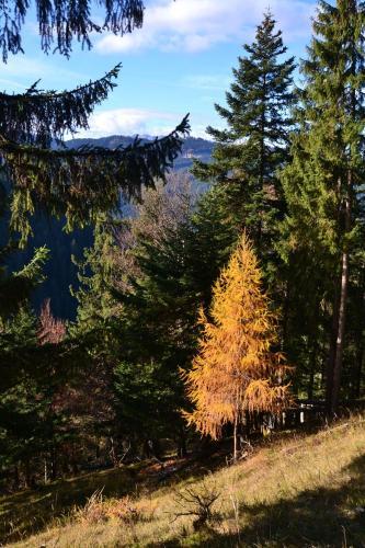 Hostal Pension Edelweiss Top21