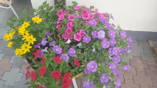 Apartamento Ferienhaus Fallenegger