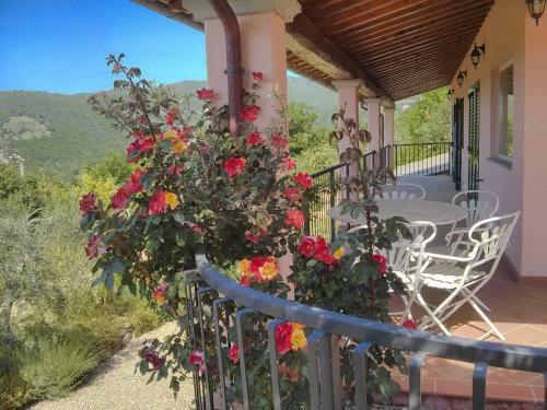 Villa Tuscany Roses