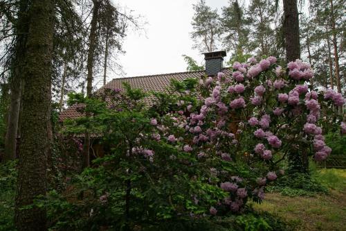 Waldhaus Eichh�rnchen