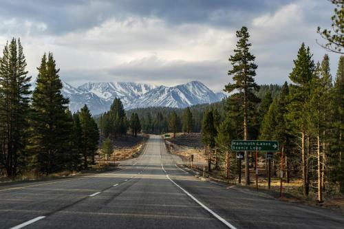 Mammoth Pines #02