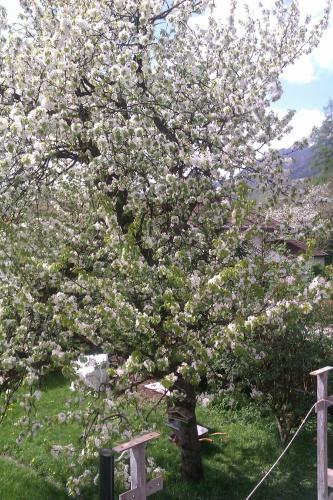 Apartamento Eva's Ferienwohnungen