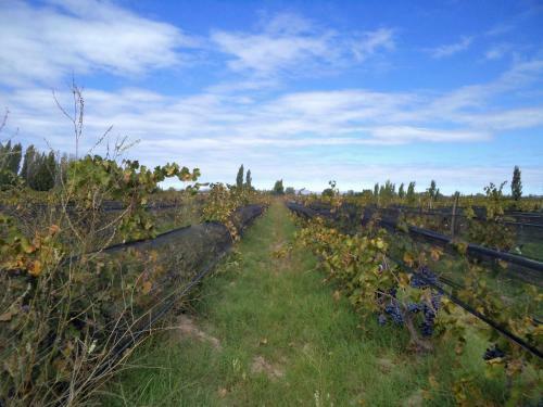 Finca Los Racimos Caba�a Bonarda
