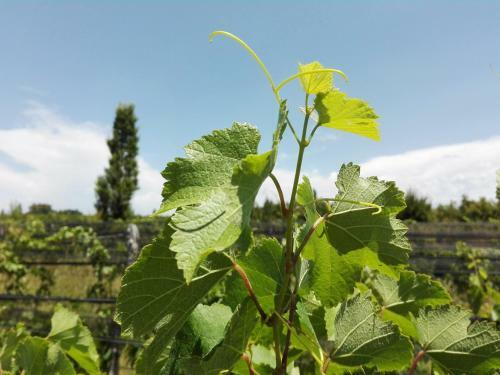 Finca Los Racimos Caba�a Bonarda