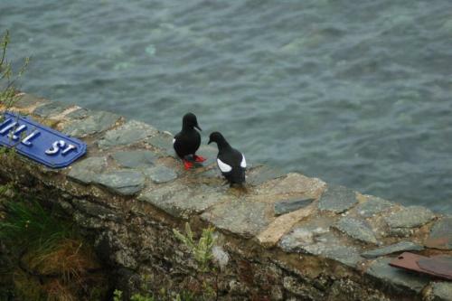 Splash Cottage, Bangor, Co Down