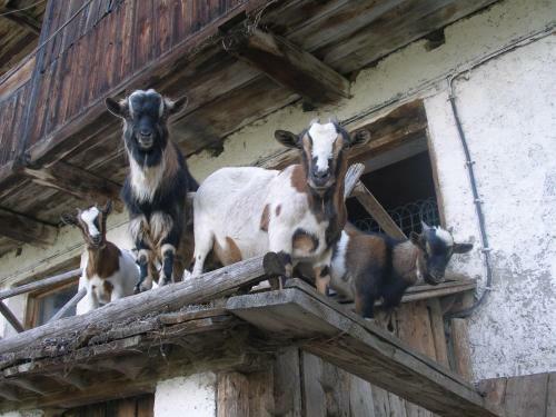 Agroturismo Oberschoellberghof