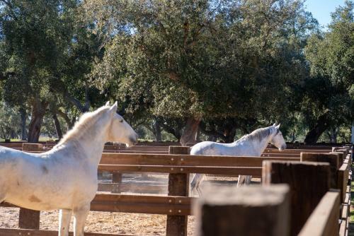 Agroturismo Herdade Das Onzenas de Cima
