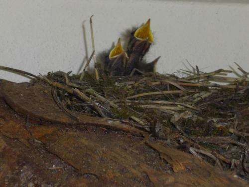 O Ref�gio - The Shelter