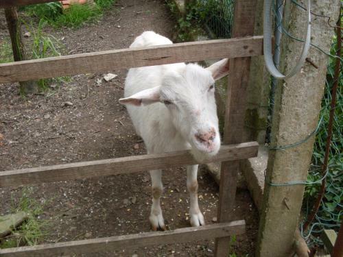 Casa Do Moinho Rural Campo E Praia , 9 Pessoas, Animais Benvindos