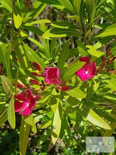 Apartamento Monte-bougainvillea