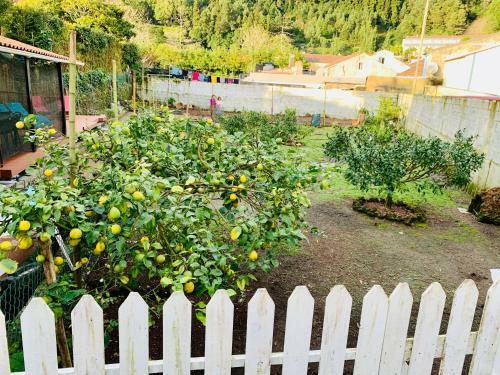 Agroturismo Furnas Spring Lodge