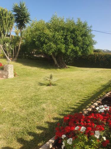 Green Ville