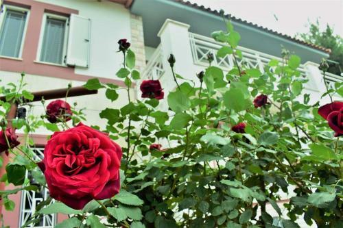 Villa Maria Chalkis Drosia -50%