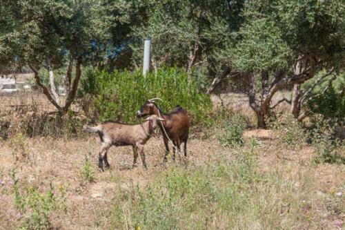 Olive Tree Farm 200m From The Beach