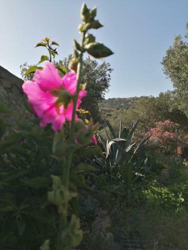 Hostal Arcadia Eressos
