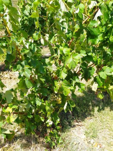 Quinta De Penelas
