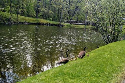 Cottage At Millpond Falls - A Romantic Escape