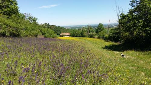 Agroturismo Agriturismo Montevecchio Isolani