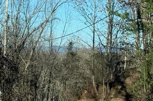 Johns Branch