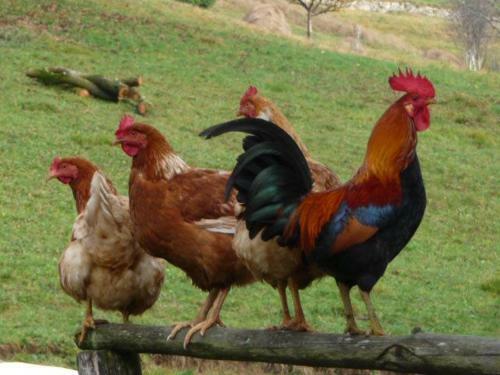 Agroturismo Agriturismo La Peta