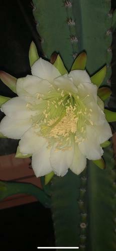 Pousada Das Flores.
