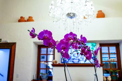 Posada Pousada Hortel�