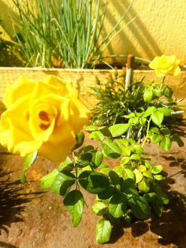 Quarto, Piscina E Garagem