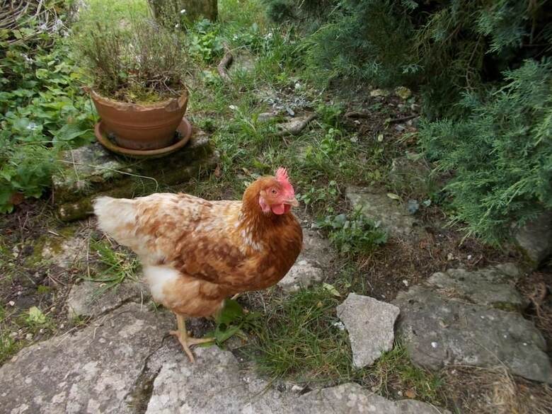 Bed & Breakfast A L'antan - La Ferme D'octave