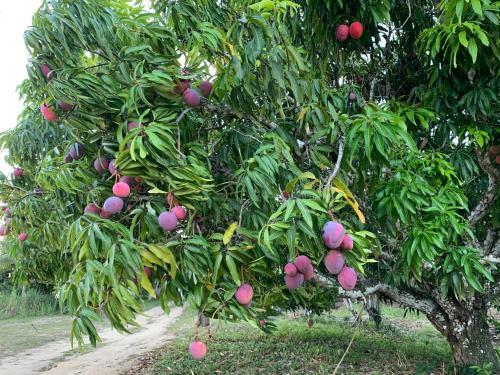 Parque Das Jandaias - Ch�cara