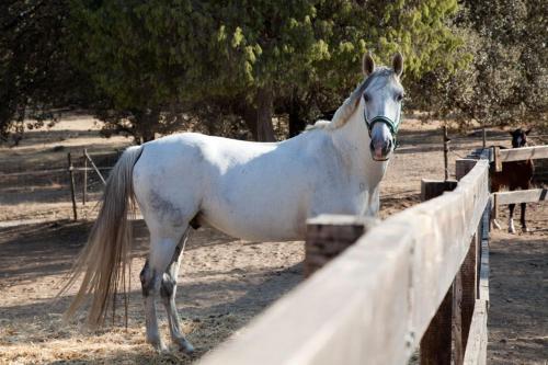 Lantero Horse & Lodge