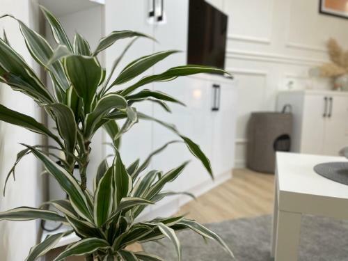 Apartments Tema