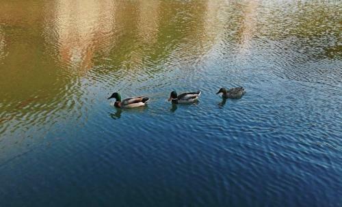 Apartman Cherry Gradac Valjevo