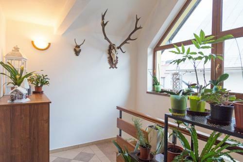 Apartmany Kenka