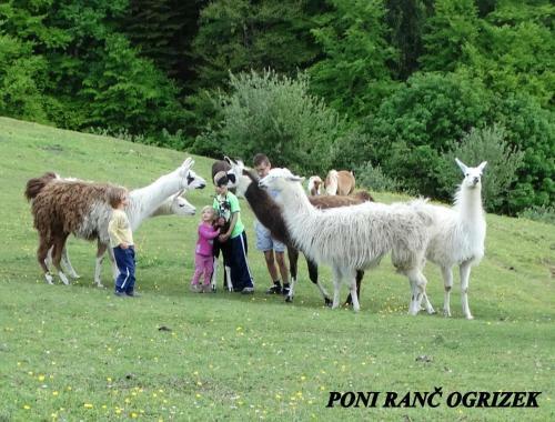 Apartamento Eko Poni Ran? Ogrizek