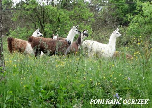 Apartamento Eko Poni Ran? Ogrizek