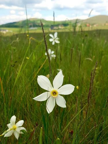 Apartman Nordika Zlatibor