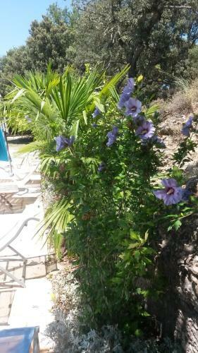Bed & Breakfast Ferme De Palumiane