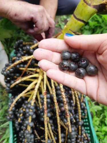 S�tio Guapuruvu