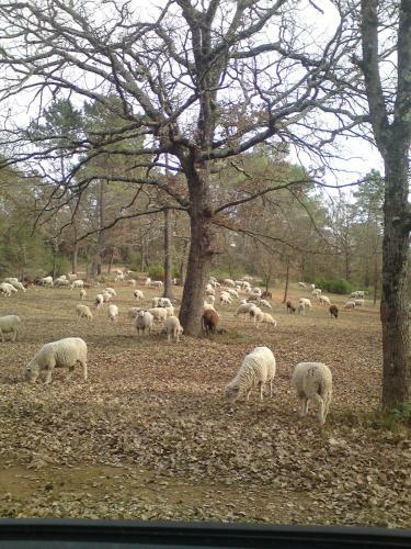 G�te Saint Cassien