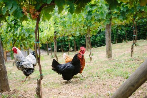 Agroturismo Agriturismo Mareli